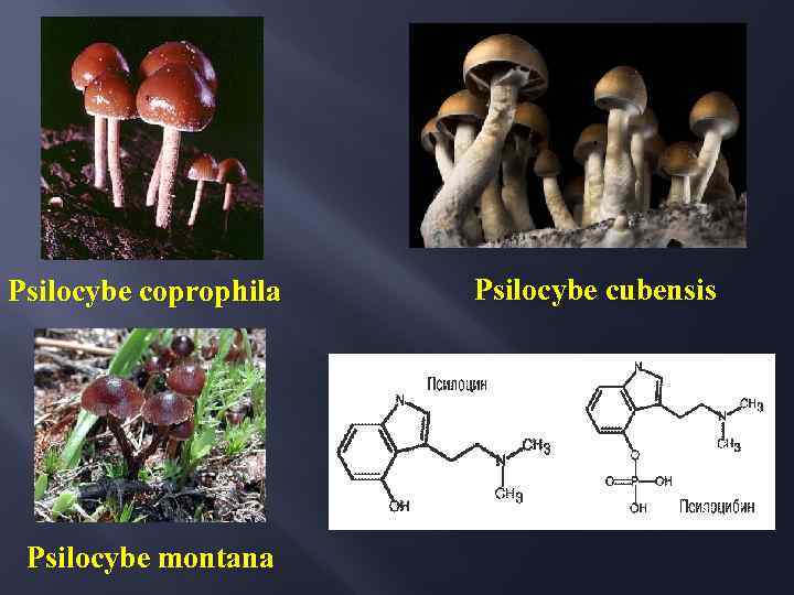 Psilocybe coprophila Psilocybe montana Psilocybe cubensis 