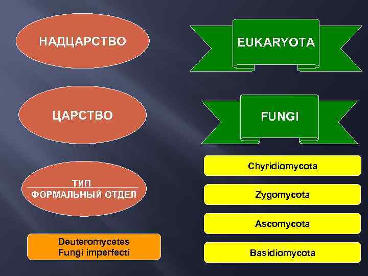 НАДЦАРСТВО EUKARYOTA ЦАРСТВО FUNGI Chyridiomycota ТИП ФОРМАЛЬНЫЙ ОТДЕЛ Zygomycota Ascomycota Deuteromycetes Fungi imperfecti Basidiomycota