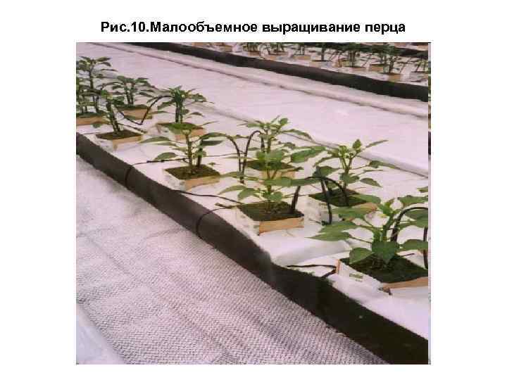 Рис. 10. Малообъемное выращивание перца 