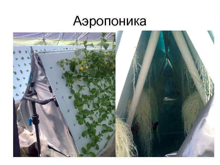 Аэропоника 