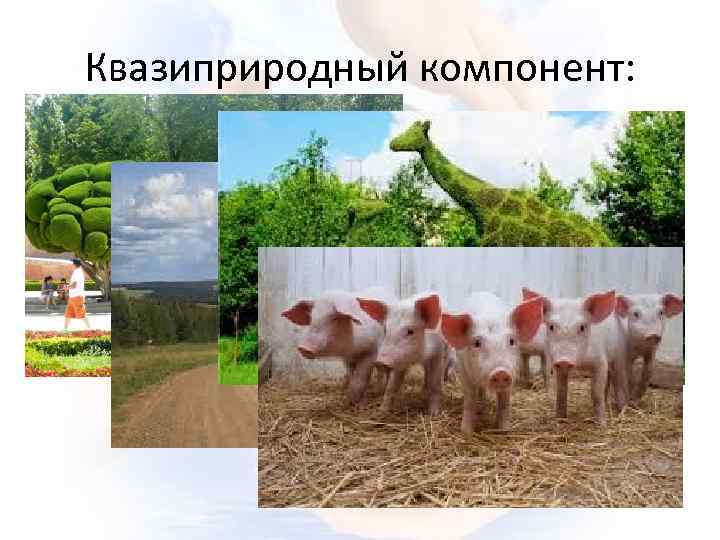Квазиприродный компонент: 