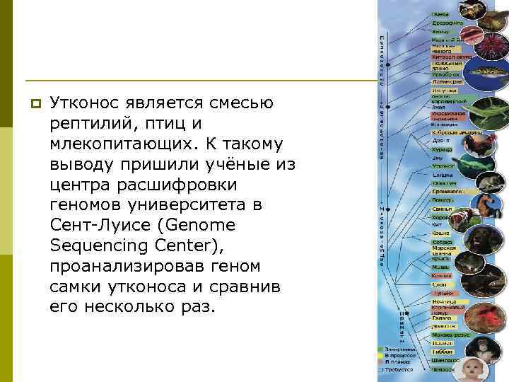 p Утконос является смесью рептилий, птиц и млекопитающих. К такому выводу пришили учёные из