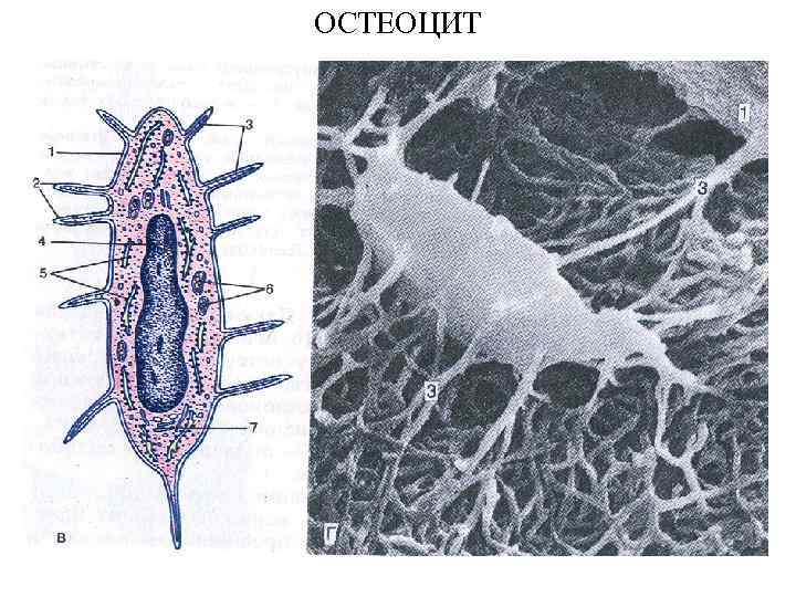 ОСТЕОЦИТ 