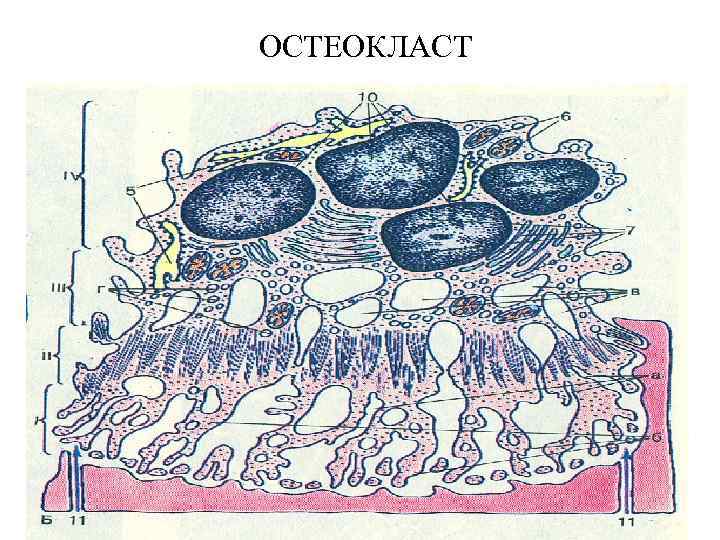 Остеокласты и остеобласты картинки