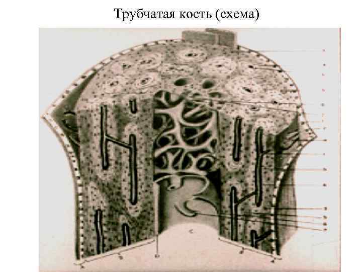 Трубчатая кость (схема) 