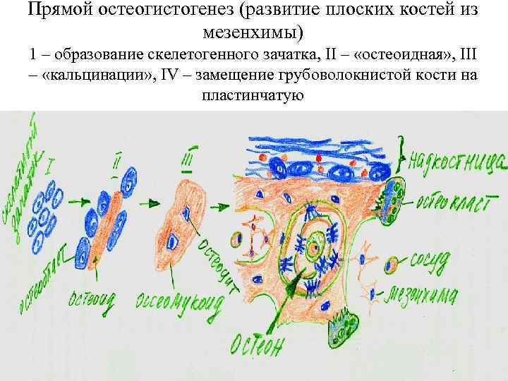 Прямой остеогенез схема