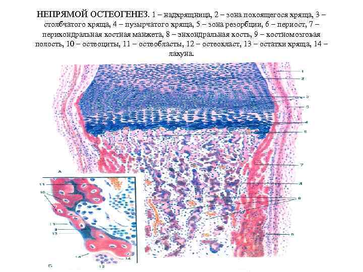 Схема непрямого остеогенеза гистология