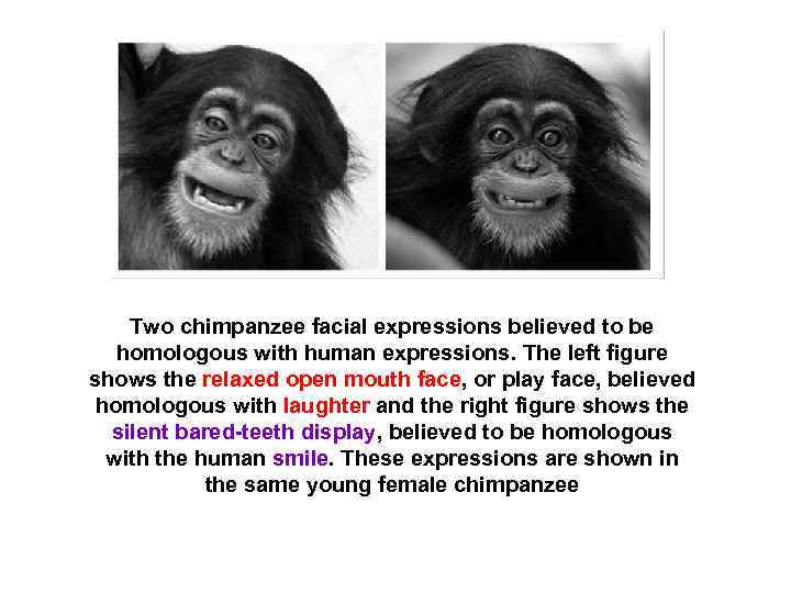 Two chimpanzee facial expressions believed to be homologous with human expressions. The left figure