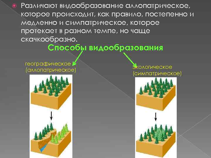 Видообразование в природе схема