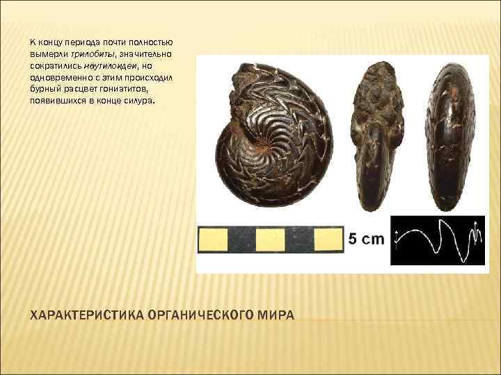 К концу периода почти полностью вымерли трилобиты, значительно сократились наутилоидеи, но одновременно с этим