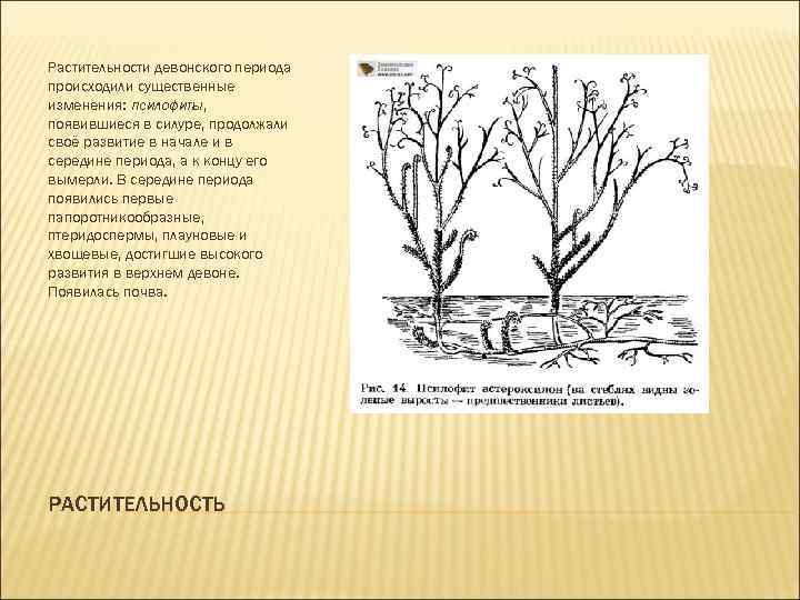 Растительности девонского периода происходили существенные изменения: псилофиты, появившиеся в силуре, продолжали своё развитие в