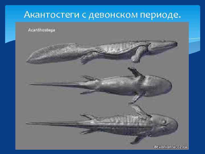 Акантостеги с девонском периоде. 