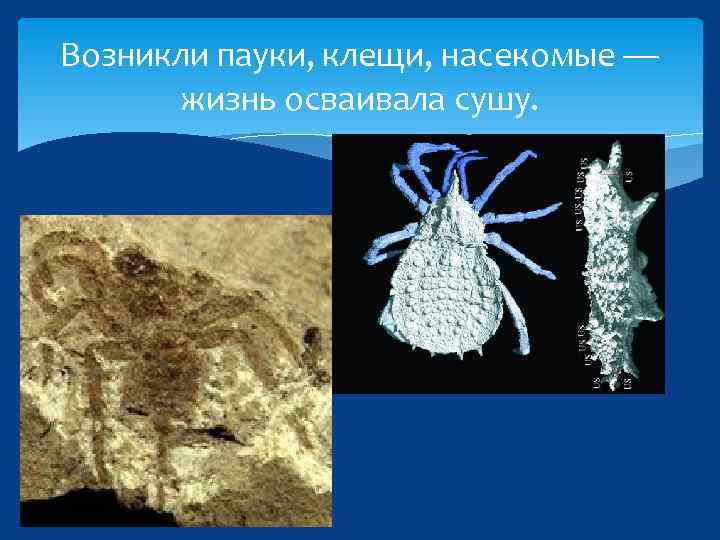Возникли пауки, клещи, насекомые — жизнь осваивала сушу. 