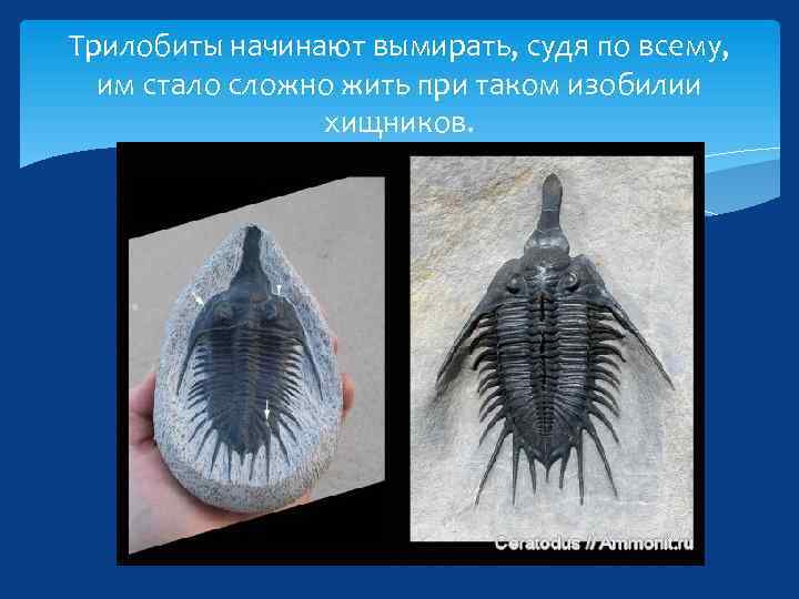 Трилобиты начинают вымирать, судя по всему, им стало сложно жить при таком изобилии хищников.