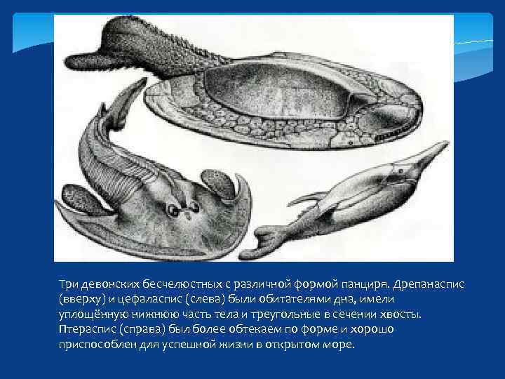 Три девонских бесчелюстных с различной формой панциря. Дрепанаспис (вверху) и цефаласпис (слева) были обитателями