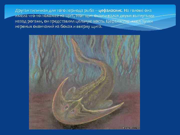 Другая типичная для того периода рыба – цефаласпис. На голове она имела что-то похожее