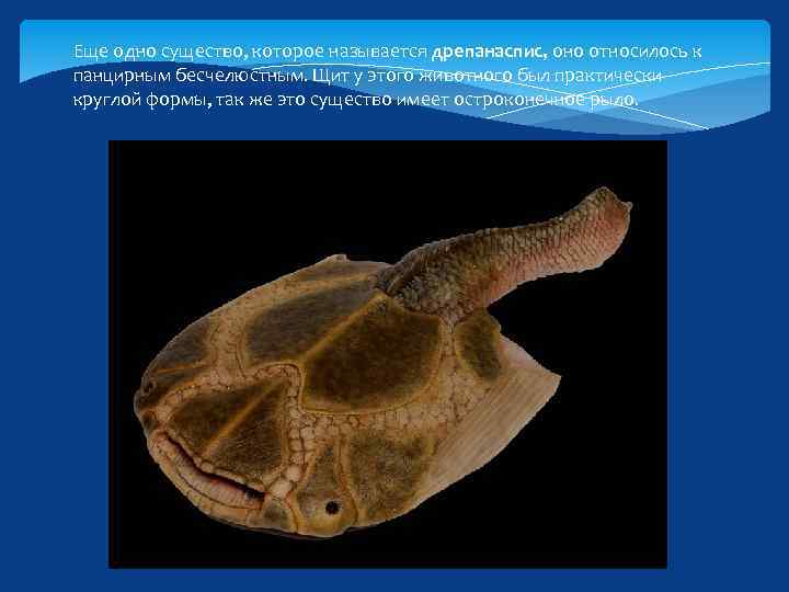 Еще одно существо, которое называется дрепанаспис, оно относилось к панцирным бесчелюстным. Щит у этого