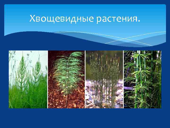 Хвощевидные растения. 