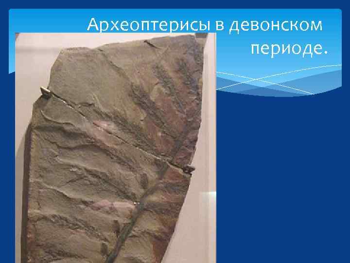 Археоптерисы в девонском периоде. 