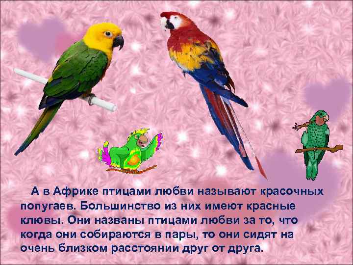 А в Африке птицами любви называют красочных попугаев. Большинство из них имеют красные клювы.