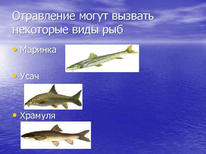 Отравление могут вызвать некоторые виды рыб • Маринка • Усач • Храмуля 
