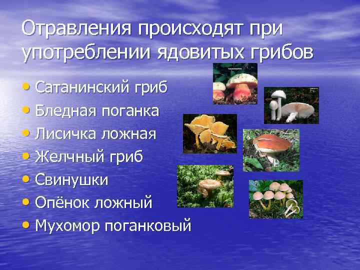 Отравления происходят при употреблении ядовитых грибов • Сатанинский гриб • Бледная поганка • Лисичка