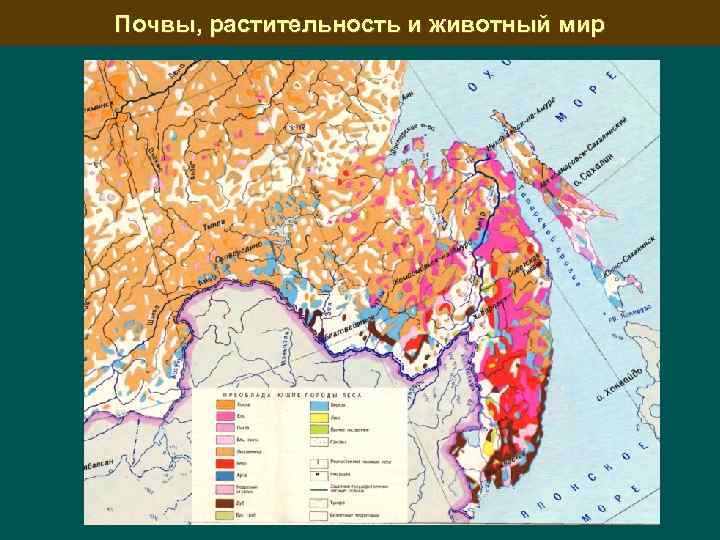 Почвенная карта хабаровского края