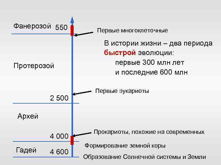 Фанерозой 550 Протерозой 2 500 Первые многоклеточные В истории жизни – два периода быстрой