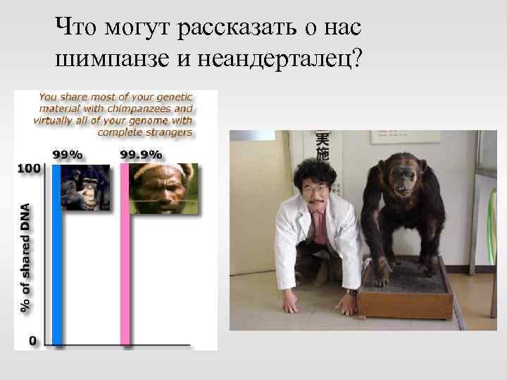 Что могут рассказать о нас шимпанзе и неандерталец? 
