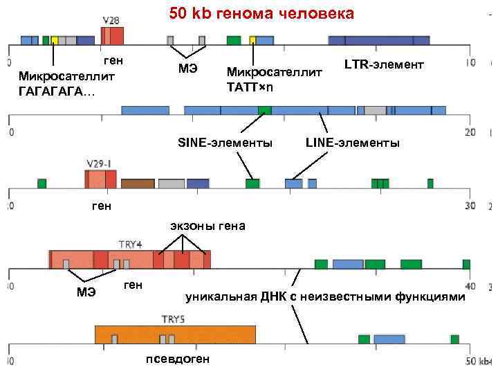 Структура Гена человека схема. Схема строения генома. Состав человеческого генома. Схема классификация частей генома человека.
