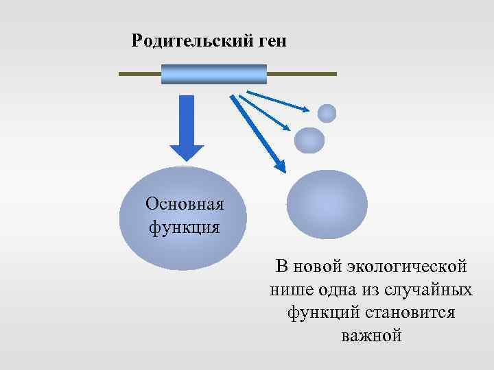 Родительский ген Основная функция В новой экологической нише одна из случайных функций становится важной