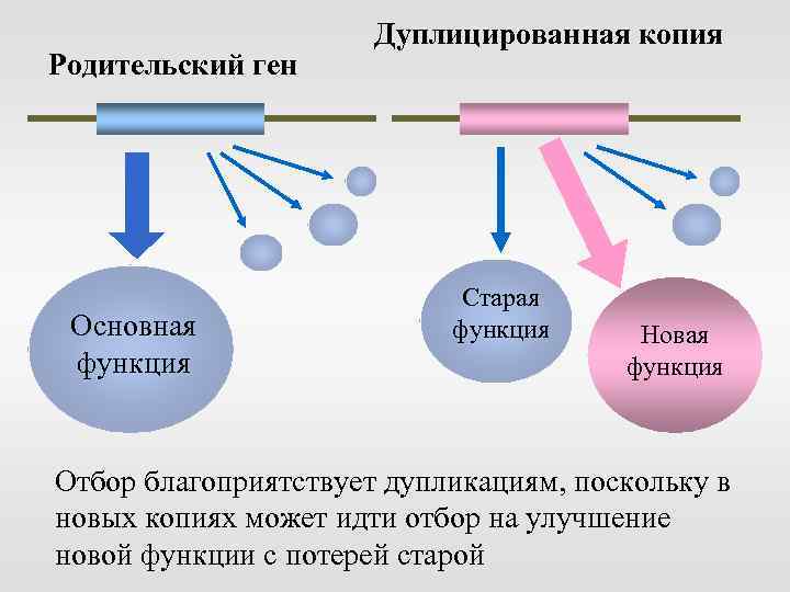 Родительский ген Основная функция Дуплицированная копия Старая функция Новая функция Отбор благоприятствует дупликациям, поскольку