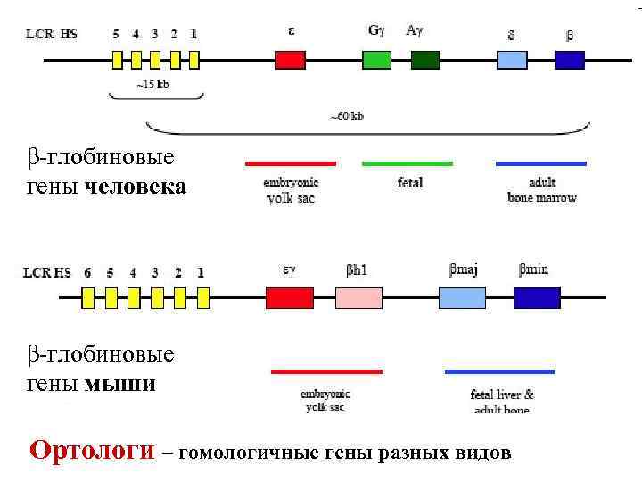 β-глобиновые гены человека β-глобиновые гены мыши Ортологи – гомологичные гены разных видов 
