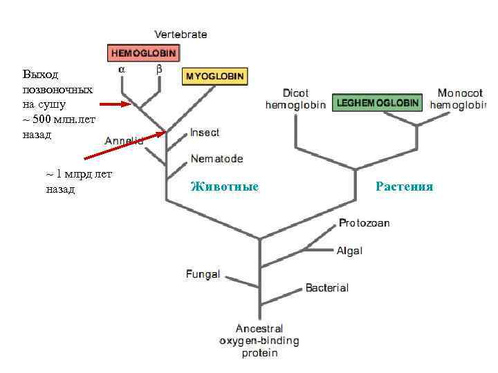 Выход позвоночных на сушу ~ 500 млн. лет назад ~ 1 млрд лет назад