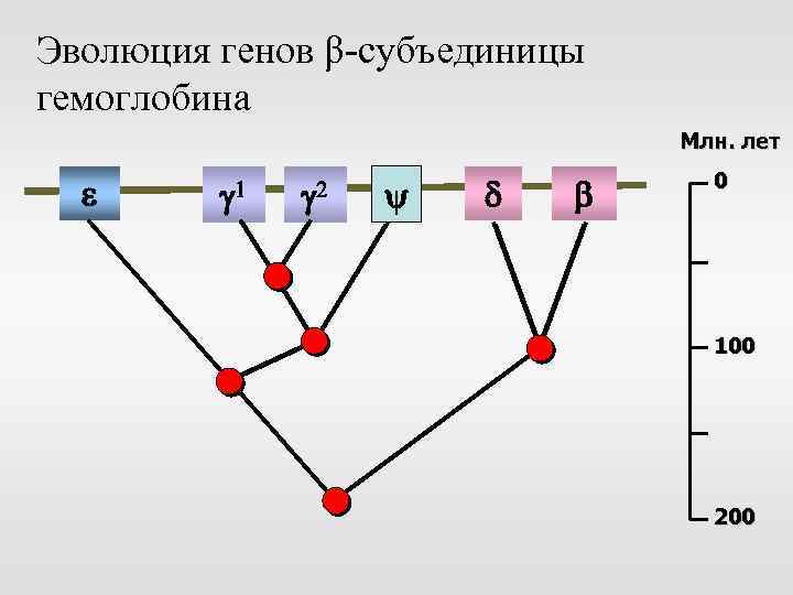 Ген развития. Эволюция глобиновых генов. Эволюция генов и геномов. Эволюция генома кратко. Ген Эволюция Гена.