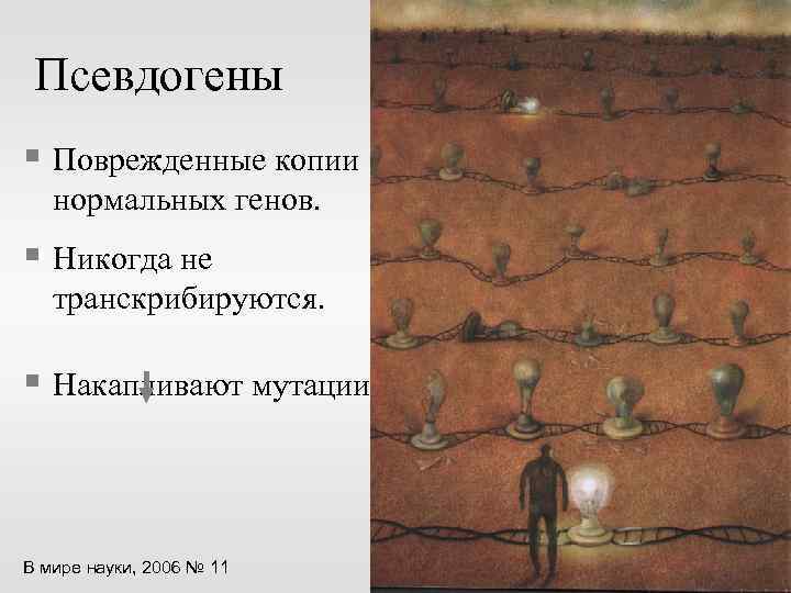 Псевдогены § Поврежденные копии нормальных генов. § Никогда не транскрибируются. § Накапливают мутации. В