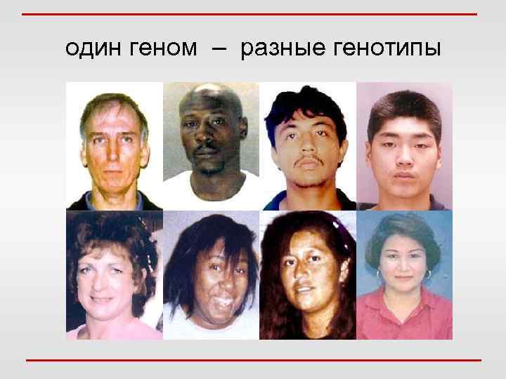 один геном – разные генотипы 