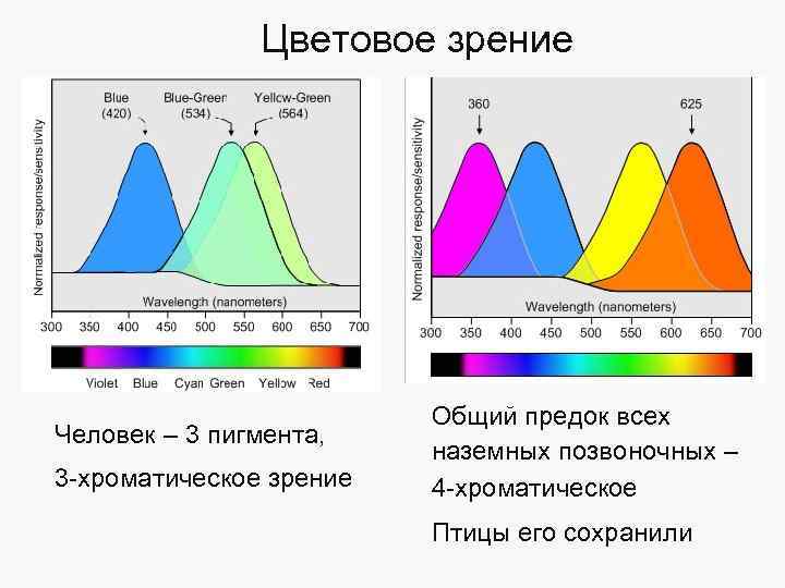 Цветовое зрение 530 нм Человек – 3 пигмента, 3 -хроматическое зрение 560 нм 497
