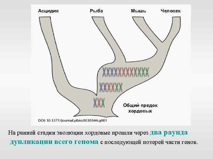 Асцидия Рыба Мышь Человек Общий предок хордовых На ранней стадии эволюции хордовые прошли через