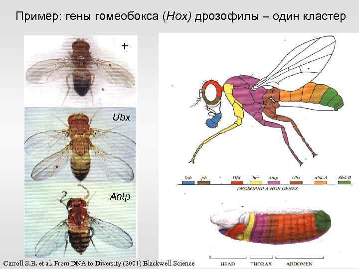 Пример: гены гомеобокса (Hox) дрозофилы – один кластер + Ubx Antp Carroll S. B.