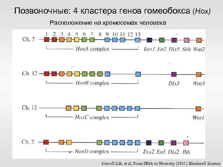 Позвоночные: 4 кластера генов гомеобокса (Hox) Расположение на хромосомах человека Carroll S. B. et