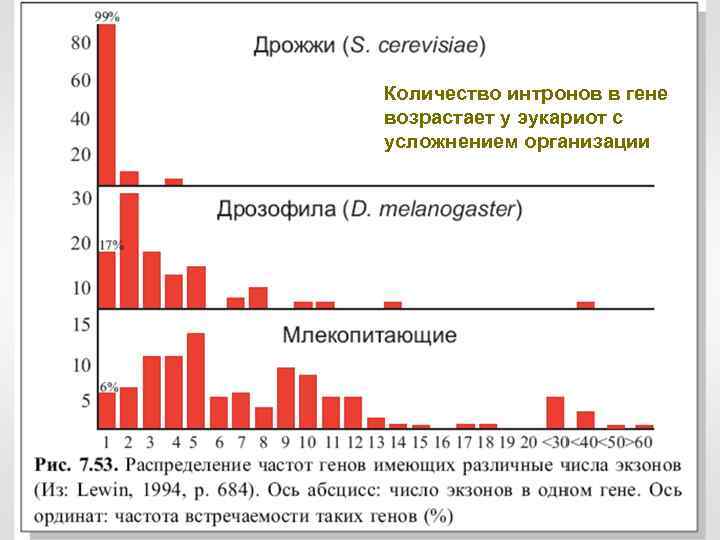 Количество интронов в гене возрастает у эукариот с усложнением организации 