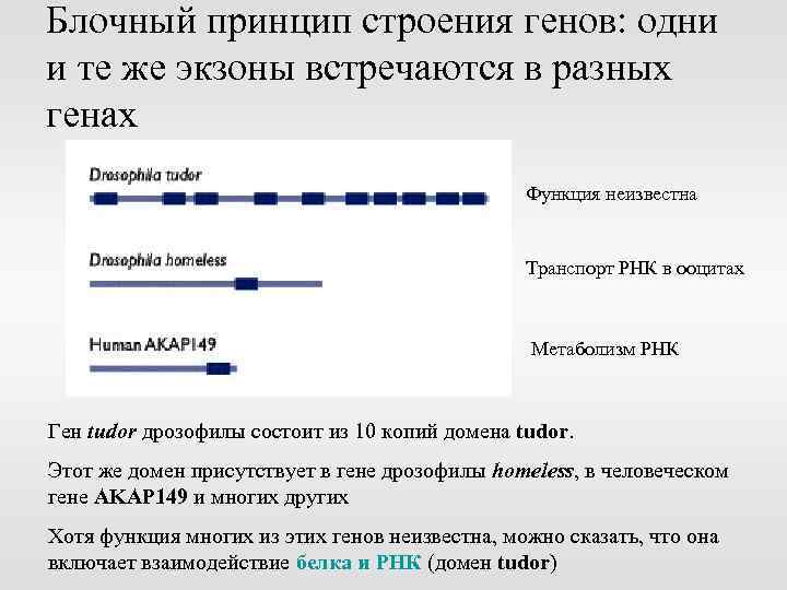 Блочный принцип строения генов: одни и те же экзоны встречаются в разных генах Функция