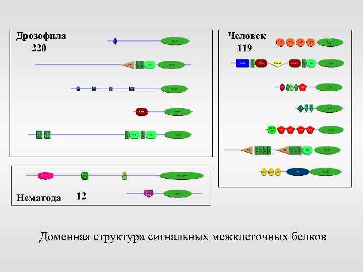 Дрозофила 220 Нематода Человек 119 12 Доменная структура сигнальных межклеточных белков 