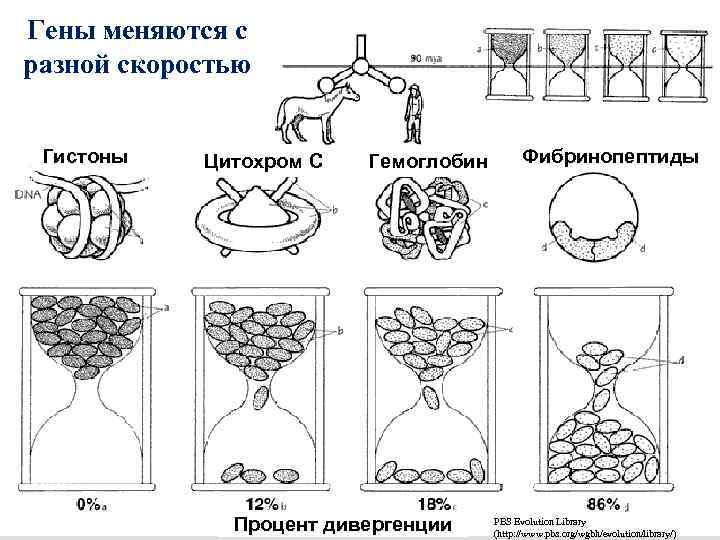 Гены меняются с разной скоростью Гистоны Цитохром С Гемоглобин Процент дивергенции Фибринопептиды PBS Evolution