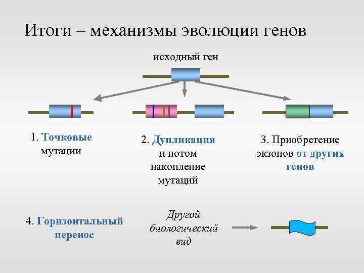 Механизм эволюции схема