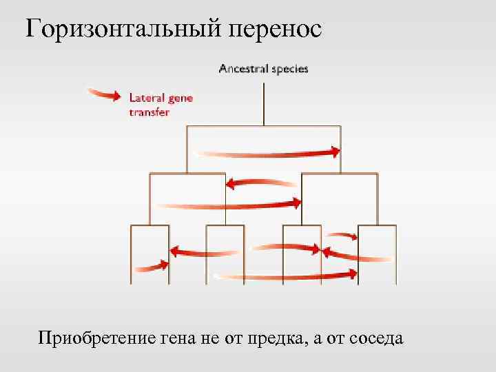 Горизонтальный перенос генов презентация