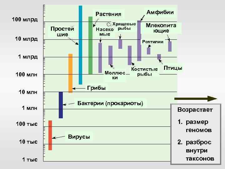 Растения Хрящевые Насеко рыбы 100 млрд 10 млрд Простей шие Амфибии Млекопита ющие мые