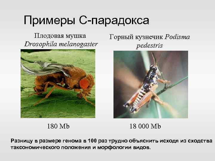 Примеры С-парадокса Плодовая мушка Drosophila melanogaster 180 Mb Горный кузнечик Podisma pedestris 18 000