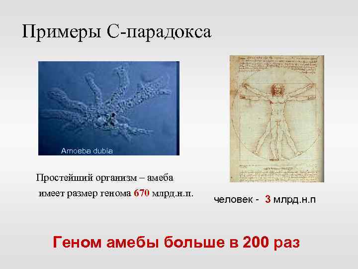 Примеры С-парадокса Amoeba dubia Простейший организм – амеба имеет размер генома 670 млрд. н.